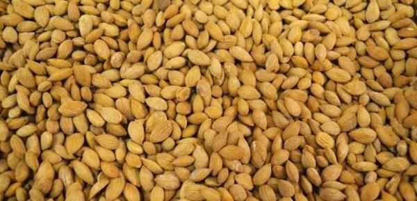 En fazla Trkiye'de yetien kays, ekirdeklerini yiyen ou kiinin lmne sebep olmutur.