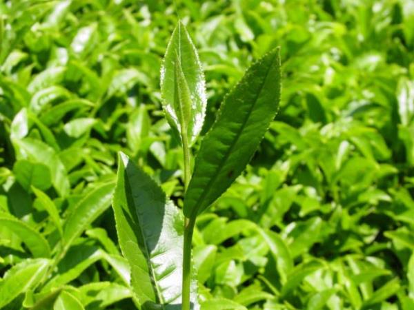 <p><b>ay </b></p>  Kii Bana Tketim (kg): 13,81