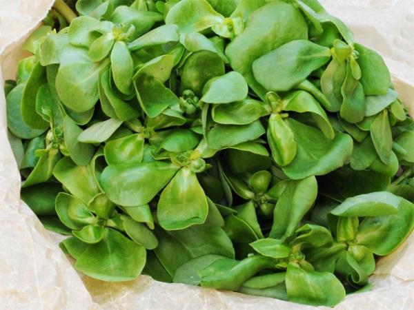 <p><b>Semizotu</b></p>  Kii Bana Tketim (kg): 0,07