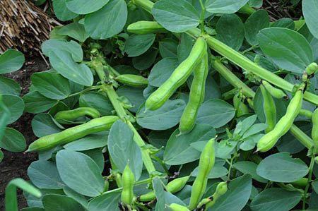 <p><b>Bakla</b></p>  Kii Bana Tketim (kg) : 0,50