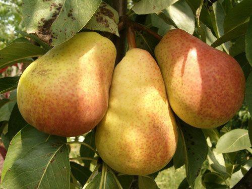 <p><b>Armut</b></p> Kii Bana Tketim (kg): 4.39