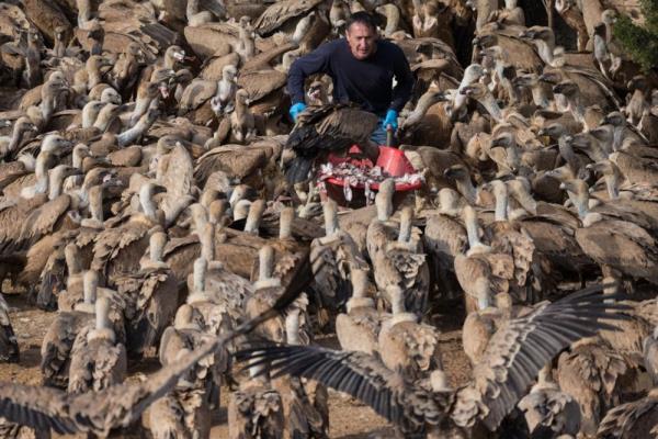 Gney Afrika, Durban&#8217;daki bir satc, "muti" (geleneksel tp) uygulamasnda kullanlan akbaba kafalarn uzatyor. Kurutulup sigara gibi iilen akbaba beyninin gelecei grmeyi saladna inanlyor. Kuun gelecei ise belirsiz: lkedeki sekiz trden altsnn soyu tehlike altnda.