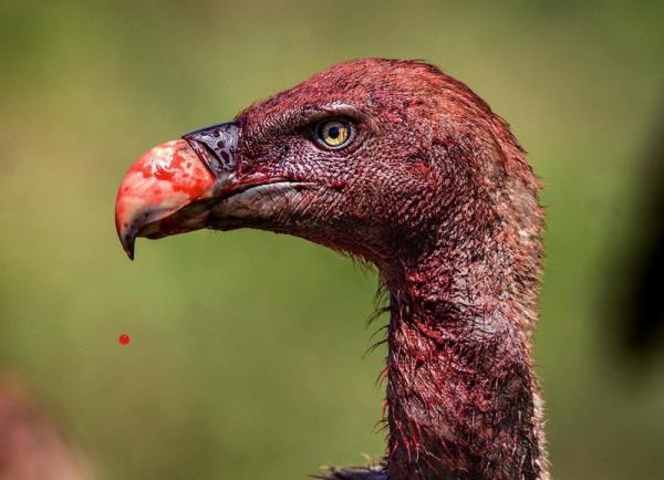 Yemee ara veren benekli akbabann gagasndan kan damlyor. Beneklinin boynu ve kafasnda fazla ty olmamas, lein iine iyice gmldnde phtlam kan, barsak ve dknn yapmasn engelliyor.