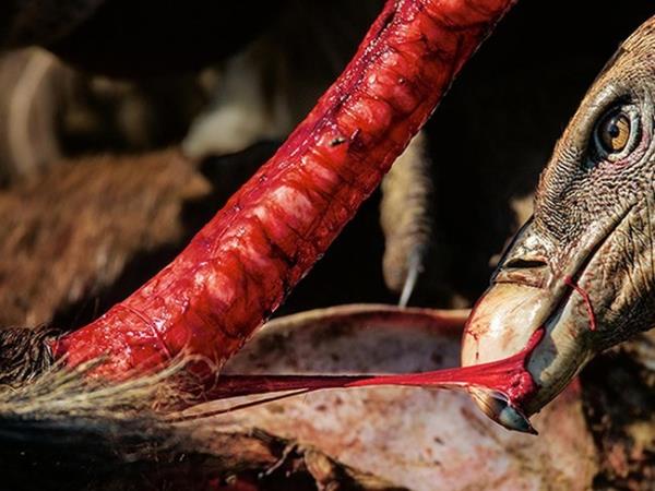 Darwin bile bu kulardan &#8220;iren&#8221; yaratklar olarak sz etmiti. Oysa akbabalarn gereklilii, sevimsizliklerine stn geliyor, nk normalde ryp bulac hastalklarn yaylmasna neden olabilecek leleri temizliyorlar. Fotorafta, benekli akbaba (Gyps rueppelli), l bir kzbal antilobun soluk borusundan doku paras koparyor.