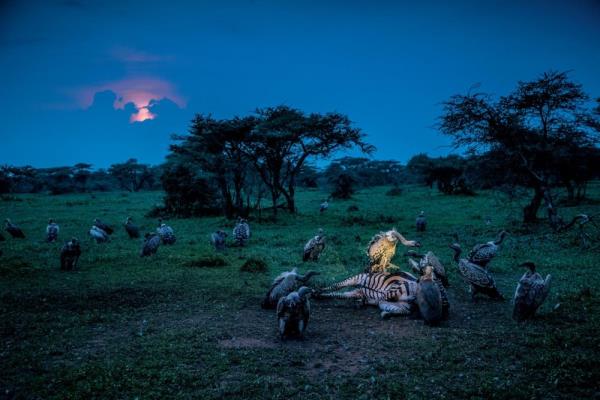 Tanzanya&#8217;daki Serengeti Ulusal Park&#8217;nda, bir benekli akbaba l bir zebraya el koyarken, etraftaki benekli ve ak srtl akbabalar (Gyps africanus) paylarn almak iin yaklayor. Olaslkla lene bakalar da katlacak. Akbabalar bir lei birka dakika iinde temizleyebiliyor.