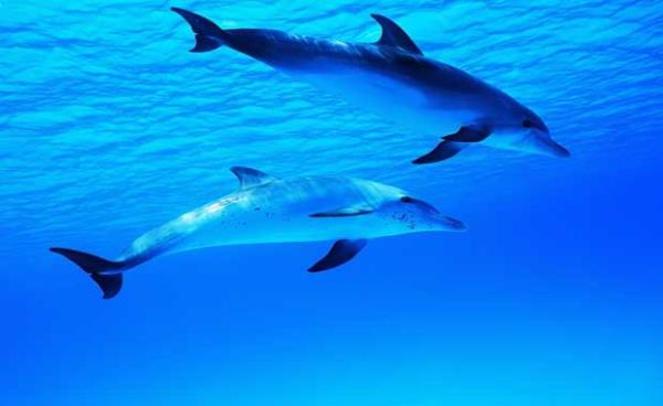 Yunuslar birbirlerine farkl isimlerle seslenirler.