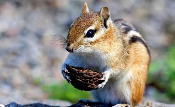 Sincaplar saolsun, nereye koyduklarn unuttuklar fndklar sayesinde her yl milyonlarca aa kmakta.