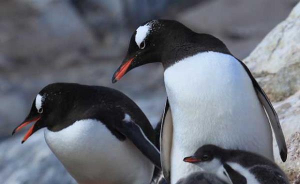 nsanlar iin tek ta yzk neyse, penguenler iin de akl ta ayn anlamdadr. Papua penguenleri elerine evlenme teklifi ederken akl ta verirler.