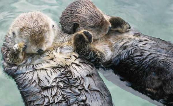 Su samurlar birbirlerinden ayrlmamak iin uyurken el ele tutuurlar.