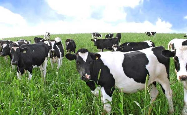 nekler hafif mzik eliinde daha fazla st verirler.