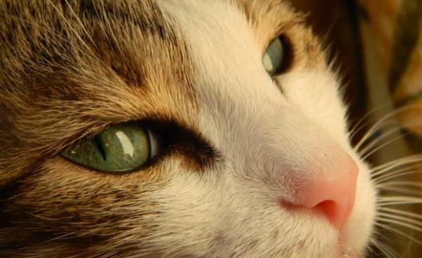 Kedilerin her biri farkl bir buruna sahiptir. Tpk insanlarn parmak izi gibi.