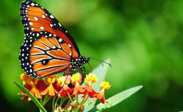 Kelebekler ayaklaryla tat alabilirler.