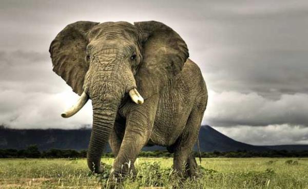 Filler yalnzca kendi trne kar deil, btn canllara kar inanlmaz gl bir empati yeteneine sahiptir!