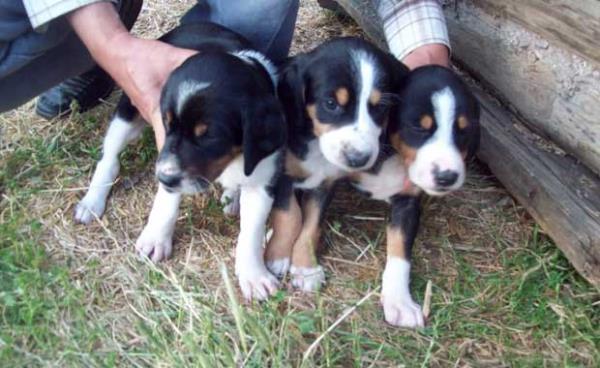 Erkek kpek yavrular onlar daha iyi tanmak adna, diilerle oyun iin kavga ederken onlarn kazanmasna izin verirler.