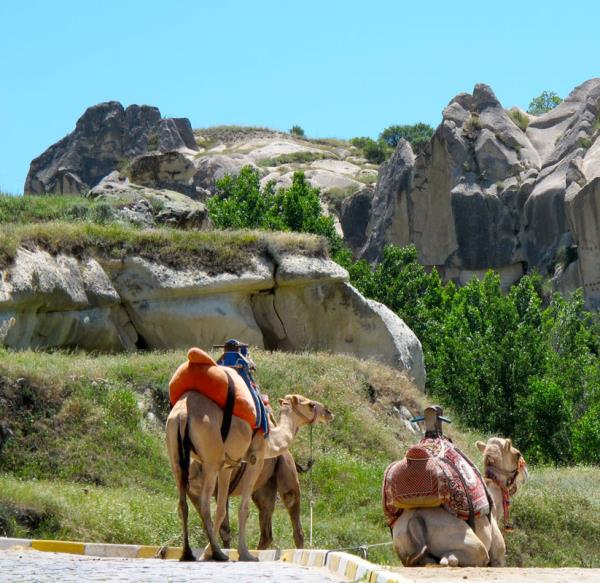 Develerle mi geziyorsunuz?
