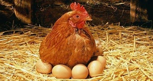 Hormonlu tavuk ve yumurtalar