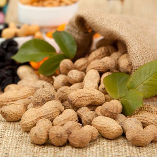 &#8216;Salkl&#8217; ya ieriiyle bolca bitkisel protein barndran fstk, antioksidan gc sayesinde yava alan metabolizmalar canlandrmada ok etkili.