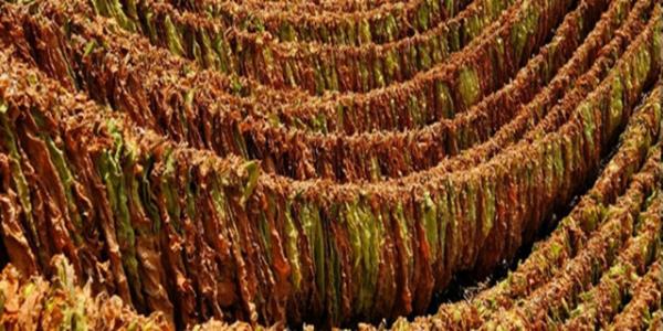 Kan gitmezse oksijen de gitmez..