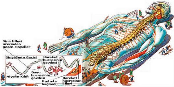 Yani sinir sistemini tahrip eder..