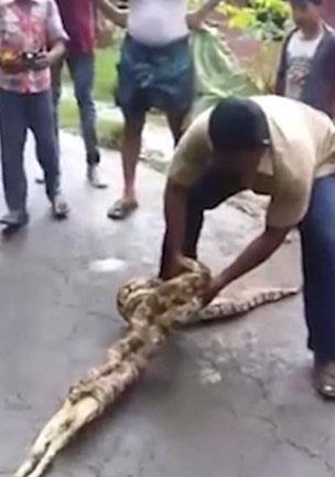 lgna dnen ifti keileri pitonun midesinden elleriyle kard.