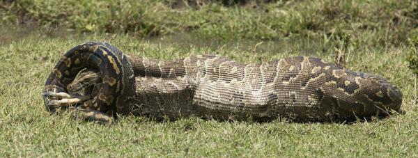 te pitonun antilopla olan amansz mcadelesi...