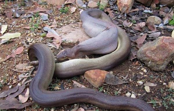 Bu kareler Orman korucusu Paul O'Neill tarafndan ekildi...