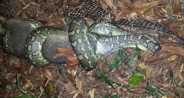 Sharman; "lmek zere olan bir insann nefes al verii gibi ses karyordu, 4 saat sonra onu geri kard ve gzden uzaklat." dedi.