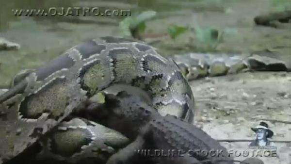 Byk kavga sonucu len timsah tek lokmada yuttu.