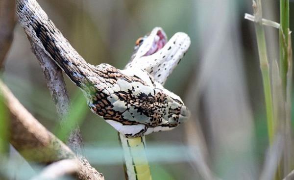 Southern Vine ylan olarak bilinen bu kk ylan kendinden daha kk bir ylan avladktan sonra onu tek hamlede yuttu.