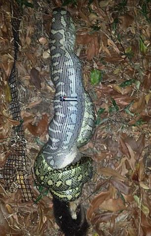 Bu grntler kuzeniyle beraber evlerinde keyif yaparken grdkleri karsnda aknlk yaayan Tim Sharman tarafndan ekildi...