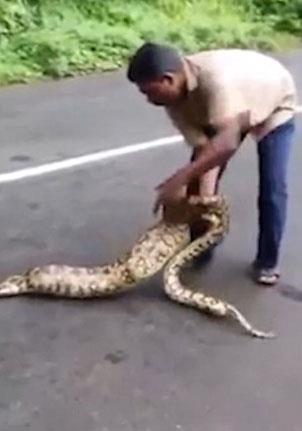 Hindistan'da iki yavru keiyi yutan piton ylan bu kez sert kayaya arpt.