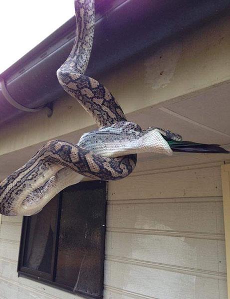 te evin atsndan inerek papaan yutan ylann o grntleri...