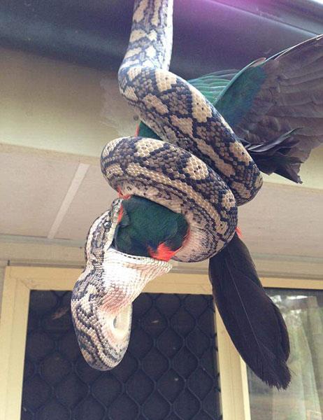 Kral papaan, piton tarafndan tek lokmada yutuldu...