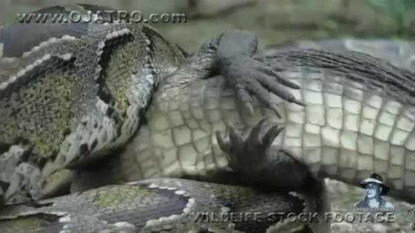 Yakalad timsahla bir mddet bouan piton onu mideye indirmek iin epey urat.