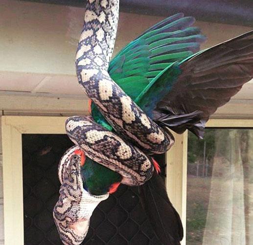 Ev sahibi, bu manzara ile karlanca neye uradn ard...