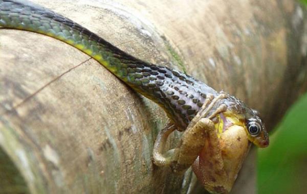 ok ksa sren bir mcadelenin ardndan, kurbaa etkisiz hale geldi...