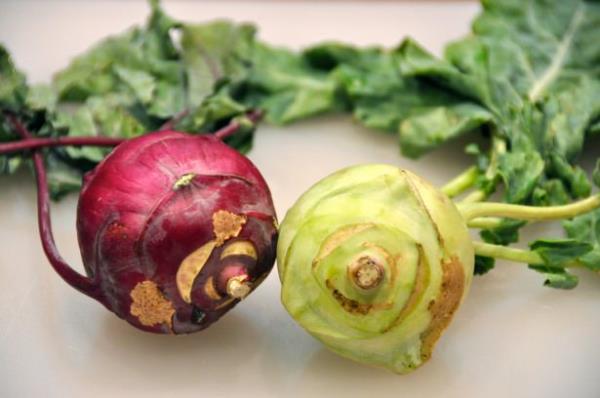 Trkiye'de daha ok Marmara ve Karadeniz blgelerinden yetitirilen bu sebzenin, zellikle Amerika ile Orta ve Kuzey Avrupa'da yaygn olarak retildiini syleyebiliriz.