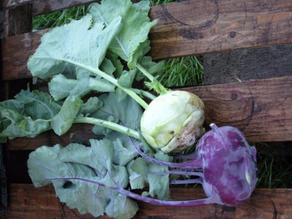 - Kalp ve dolam hastalklarndan koruyor.