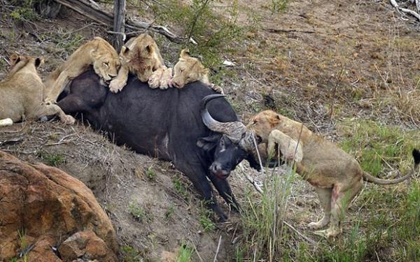 Be aslan, bir buuk saat boyunca bufaloyu ldrebilmek iin urat.