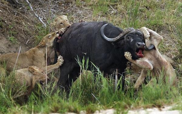 Bu inanlmaz fotoraf Gney Afrika&#8217;da bulunan bir doal koruma alannda ekildi.