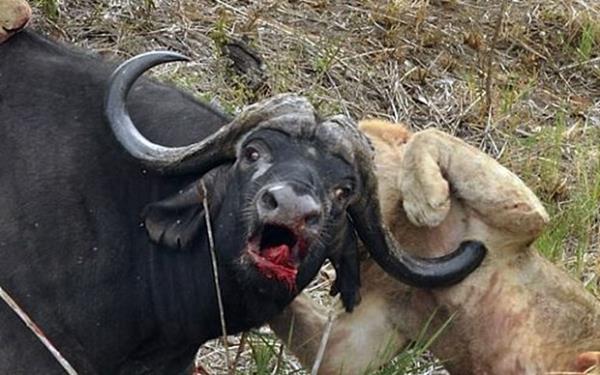 Bufalonun mcadeleyi kaybetmesiyle sona eren bu etin sava esnasnda, bufalonun boynuzu aslanlardan birine sapland o an objektiflere byle yansd.