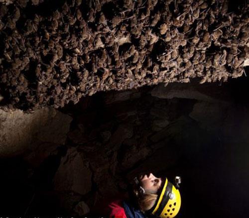 Mantarn Avrupal yarasalar zerinde lmcl etkisi yok. Ancak Amerikal yarasalar mantar yznden zayflyor, gndzleri umak gibi garip davranlar sergiliyor ve sonunda lyor.