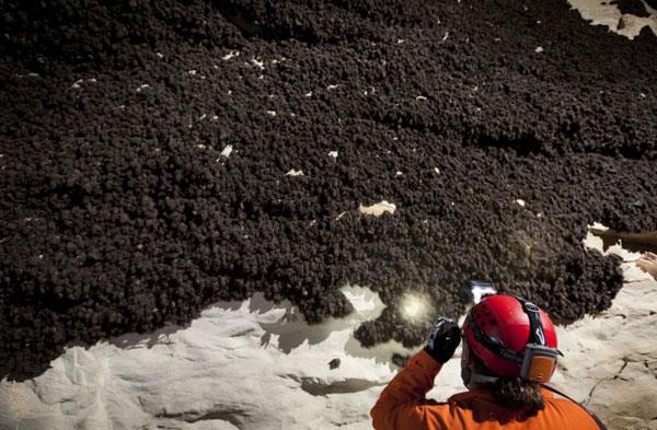 Yaklak 1 buuk milyon yarasann olduu maarada olduka dikkatli hareket eden ekip arpc fotoralara imza att.