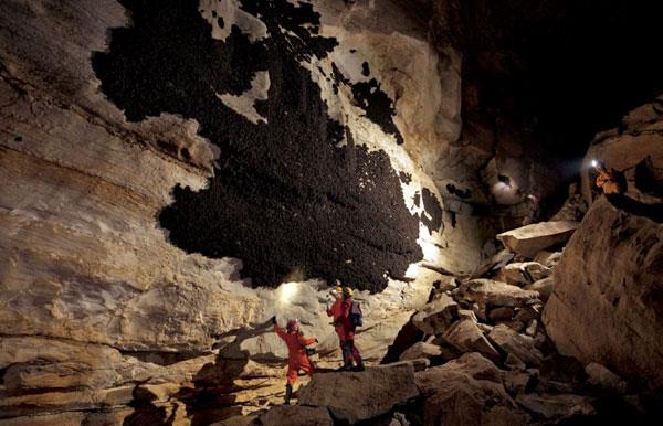 Amerikal fotoraf Stephen Alvarez hastalk yznden yok olma tehlikesiyle kar karya olan yarasalar grntlemek iin Hubbard Maaras'na girdi.