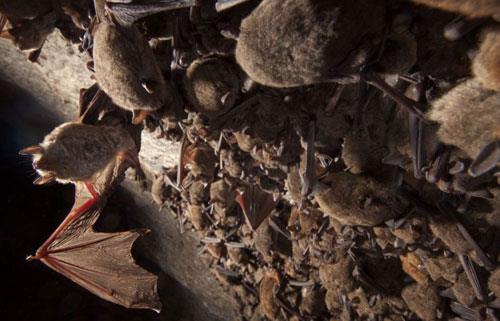 &#8216;Beyaz burun&#8217; isimli hastalk, 2006&#8217;dan bu yana ABD ve Kanada&#8217;da 5.5 milyondan fazla yarasay ldrd. Hastaln kaynann Avrupa kkenli, &#8216;geomyces destructans&#8217; tr mantar olduunu belirtiliyor.