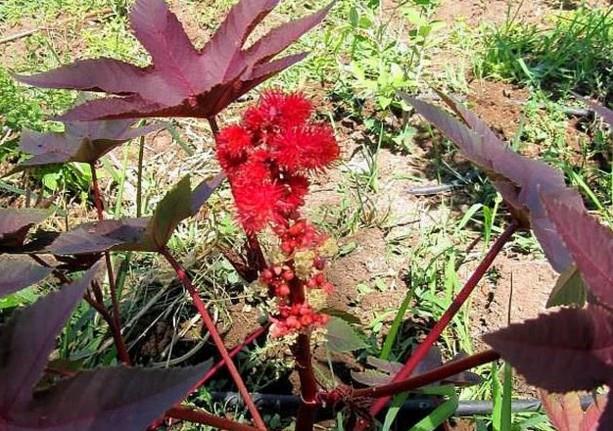 Bal ve hintya<br>  artc ama bu karm hkrnz p diye kesecektir.