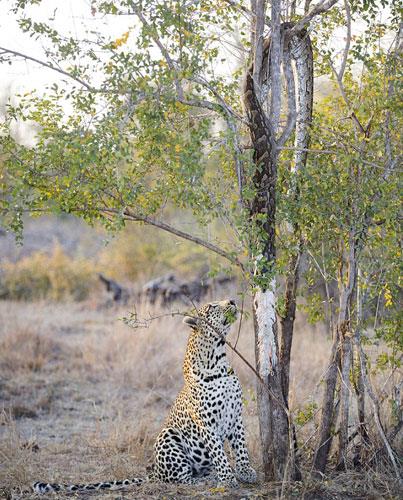 Pitonu aatan indirmek iin aaca trmanan leopar, av peinde komadan, bu hazr le yemeinin tadn karrken, fotoraflar tarafndan ite byle grntlendi...