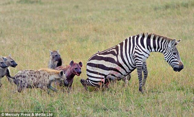 20'ye yakn srtlan yaknda dourmas beklenen hamile bir zebraya saldrd...
