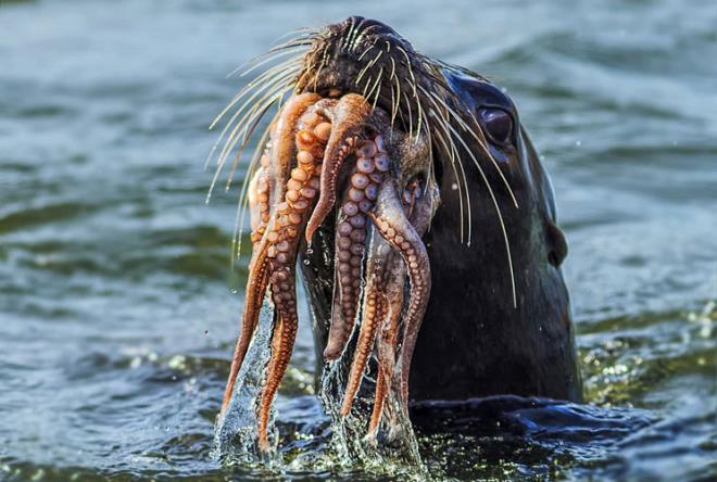 Ahtapotun kar koymas da a foku durdurmaya yeterli olmad. te o anlar...