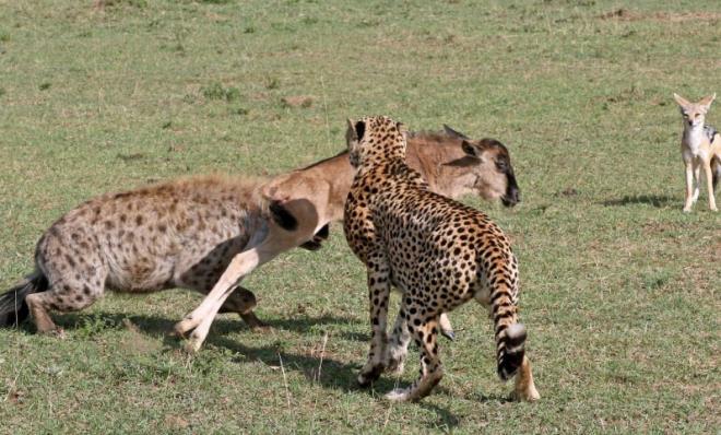 Srtlanlar yavruyu kapmak iin talara saldrd.